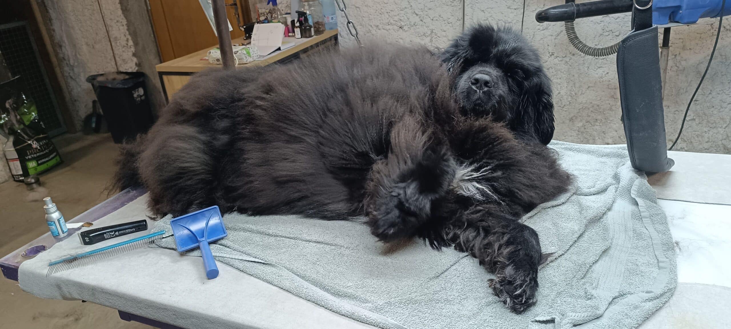 Chien Terre-Neuve noir se reposant sur une table de toilettage avec outils et sac de croquettes PRO PLAN VETERINARY HA.