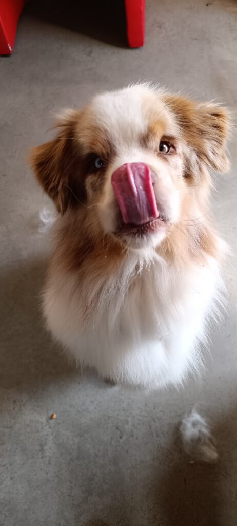 Aussie Léchant : Chien aux Yeux Vairons Capturé Berger Australien (Aussie) de couleur rouge merle léchant son museau avec une grande langue rose, présentant des yeux vairons (un bleu, un marron).