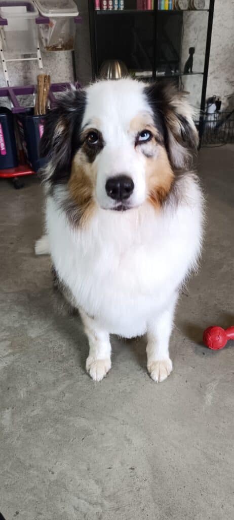 Berger Australien Yeux Différents Assis Berger australien tricolore assis, regardant l'objectif, avec un œil bleu et un œil marron, sur sol en béton.