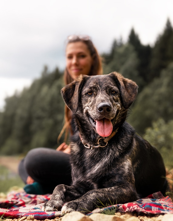 Chien de berger à poil court au pelage bringé souriant avec la langue sortie, couché devant sa maîtresse assise en pleine nature.