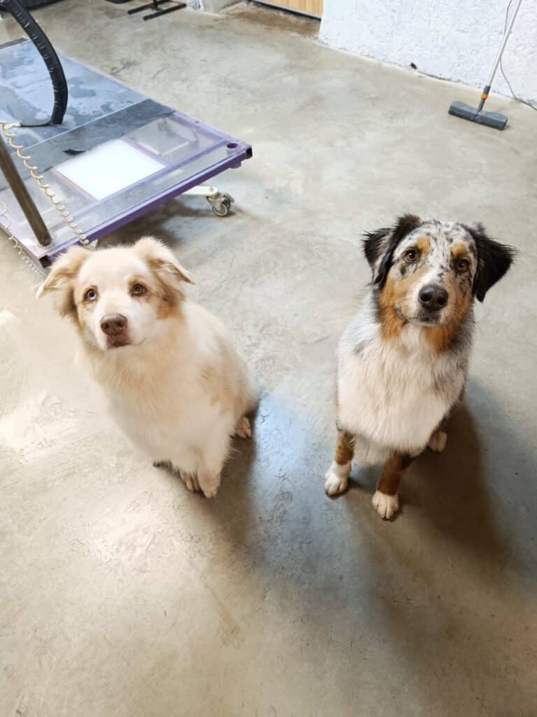 Deux chiens, un Berger Australien blanc/rouge et un bleu merle, assis sur un sol en béton à côté d'une table de toilettage pour chiens.
