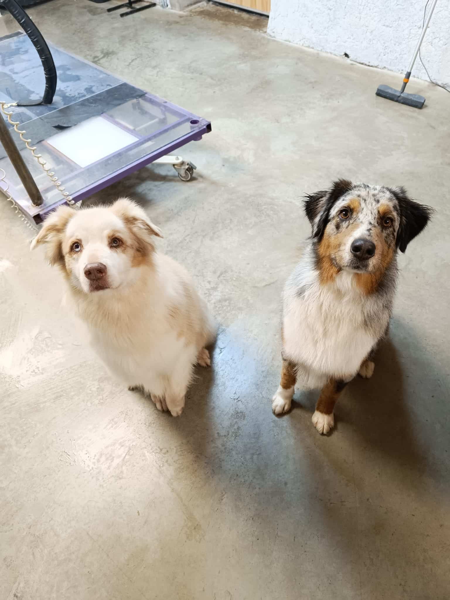 Deux chiens, un Berger Australien blanc/rouge et un bleu merle, assis sur un sol en béton à côté d'une table de toilettage pour chiens.