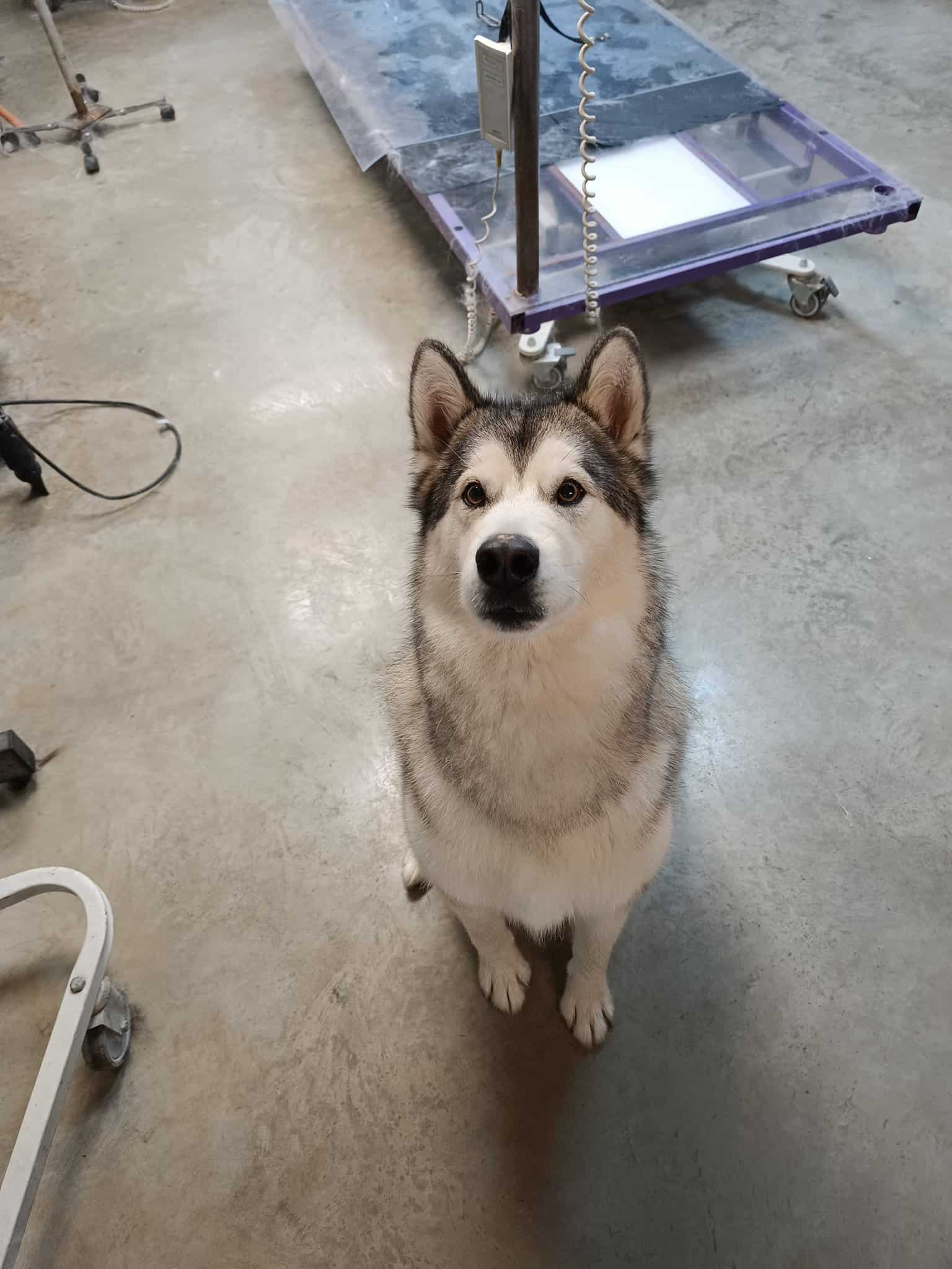 Magnifique Malamute d'Alaska assis sur un sol en béton, regardant vers le haut avec des oreilles dressées, devant une table de toilettage mobile.