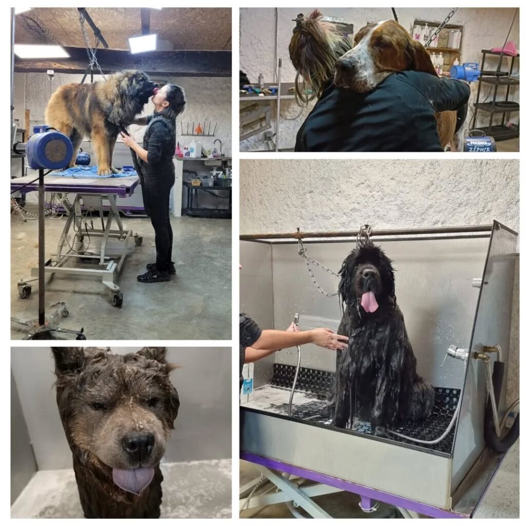 Grooming professionnel : toiletteur embrassant un Léonberg, lavant un Terre-Neuve, et un Chow Chow mouillé.