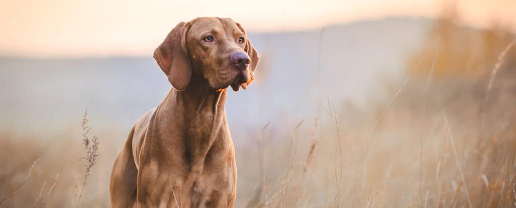 Superbe Vizsla brun-roux regardant au loin, baigné de lumière dorée dans un champ d'herbes sèches au coucher du soleil.