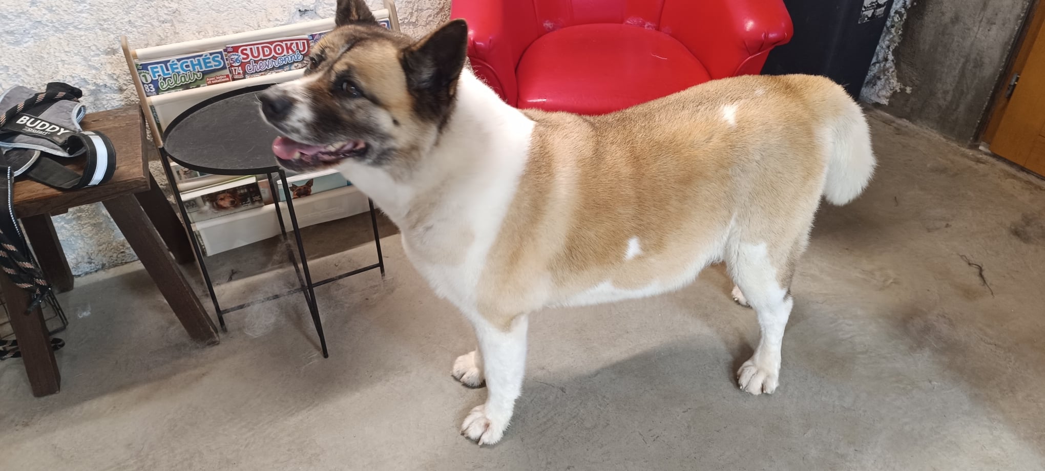 Akita Américain : un chien majestueux dans un intérieur Akita Américain debout près d'un fauteuil rouge et d'un présentoir Sudoku. Harnais Buddy visible sur le tabouret.