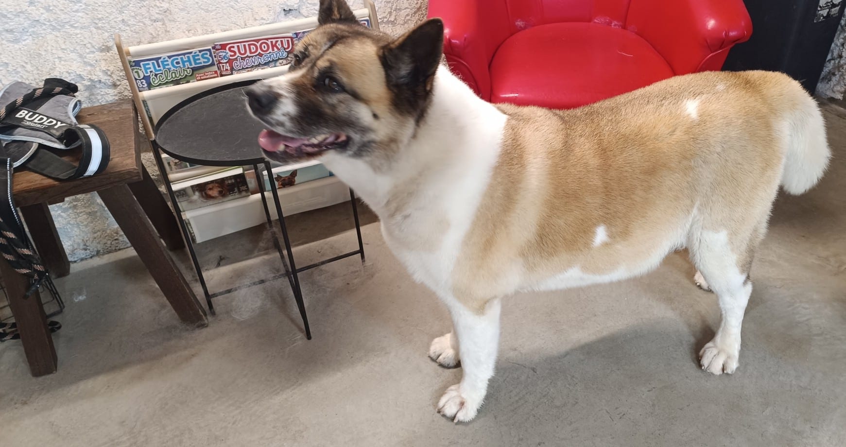 Grand chien Akita beige et blanc debout près d'un fauteuil rouge, magazines Sudoku et harnais Buddy visibles.
